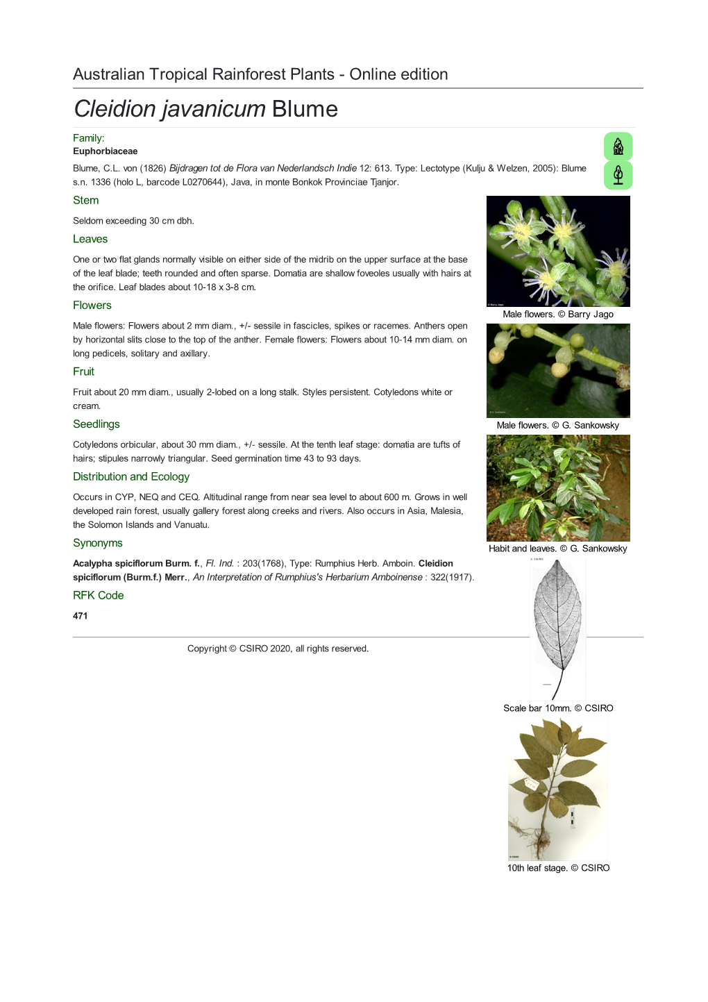 Cleidion Javanicum Blume Family: Euphorbiaceae Blume, C.L