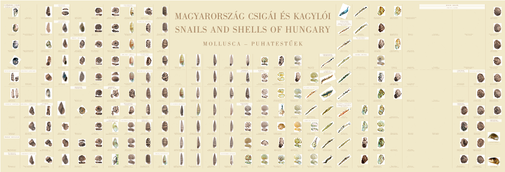 Gastropoda – Csigák Acroloxidae Cochlicopidae Bivalvia – Kagylók – Pajzscsigák – Fénylôcsigák Neritidae – Bödöncsigák Unionidae – Najádok