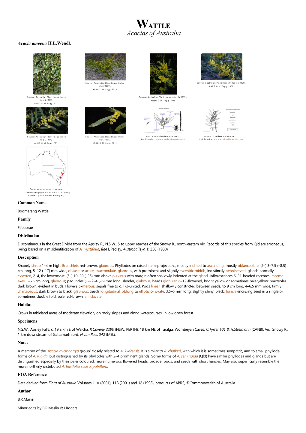 Acacia Amoena H.L.Wendl