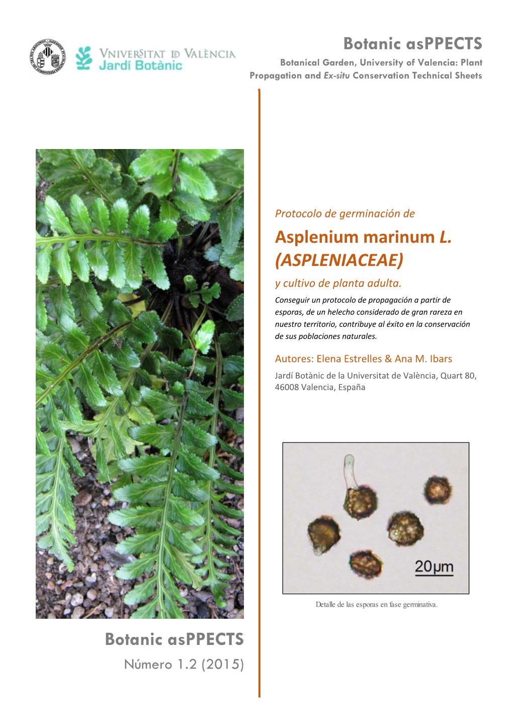 Asplenium Marinum L