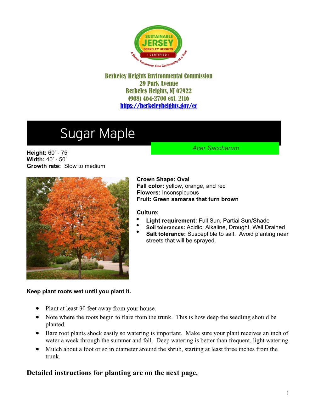 Sugar Maple (Acer Saccharum)