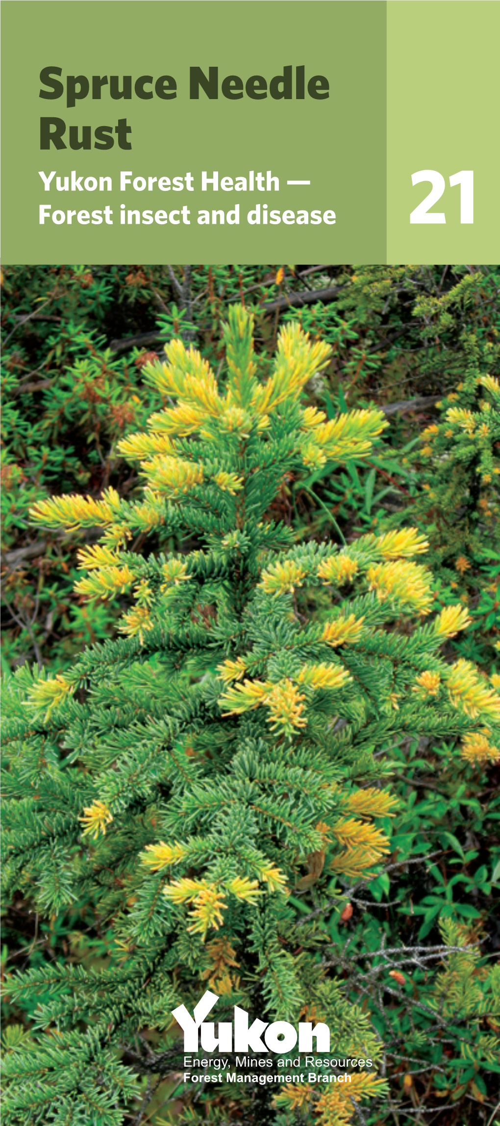 Spruce Needle Rust Yukon Forest Health — Forest Insect and Disease 21