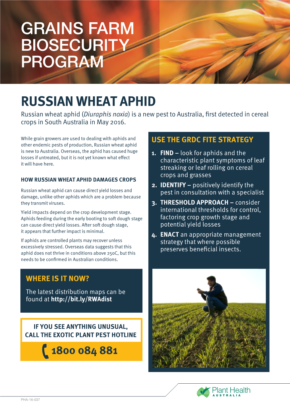Russian Wheat Aphid-FITE Strategy