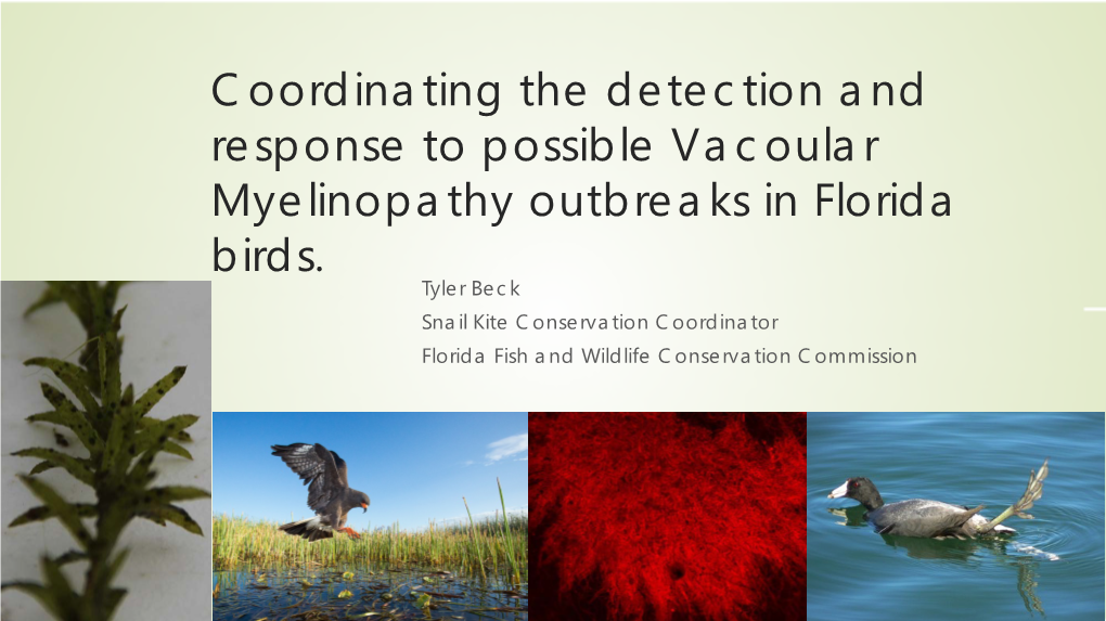 Coordinating the Detection and Response to Possible Vacoular Myelinopathy Outbreaks in Florida Birds