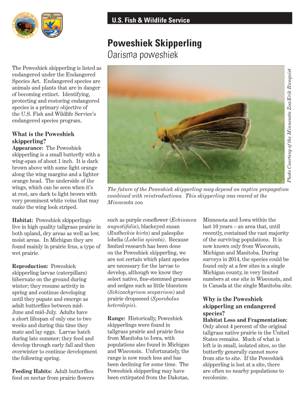 Poweshiek Skipperling Oarisma Poweshiek the Poweshiek Skipperling Is Listed As Endangered Under the Endangered Species Act