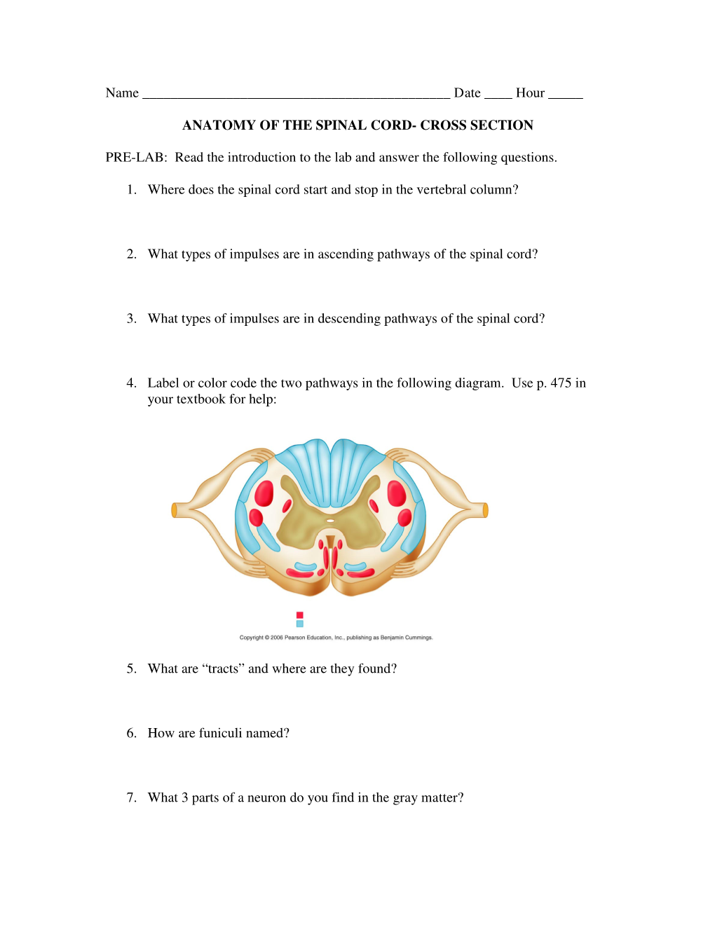 Anatomy of the Spinal Cord- Cross Section Pre-Lab