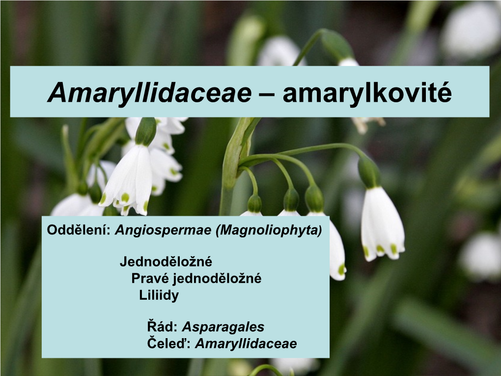 Amaryllidaceae – Amarylkovité