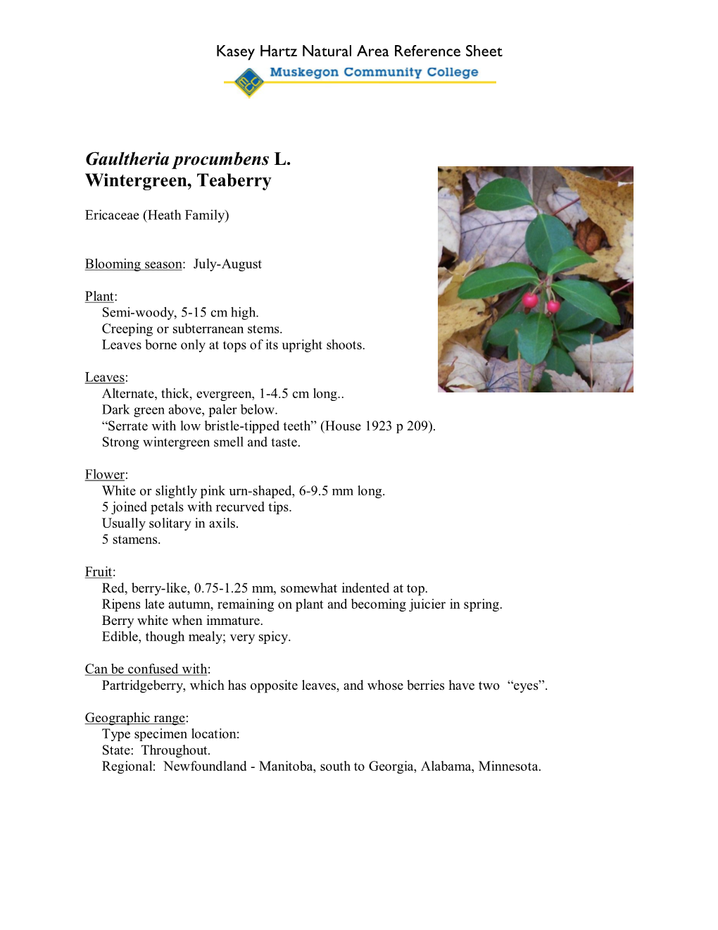 Gaultheria Procumbens L. Wintergreen, Teaberry