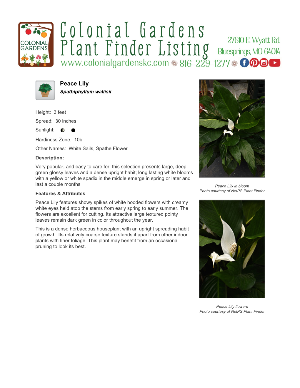Colonial Gardens Peace Lily