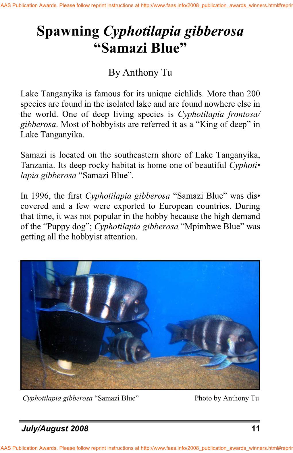 Spawning Cyphotilapia Gibberosa “Samazi Blue”