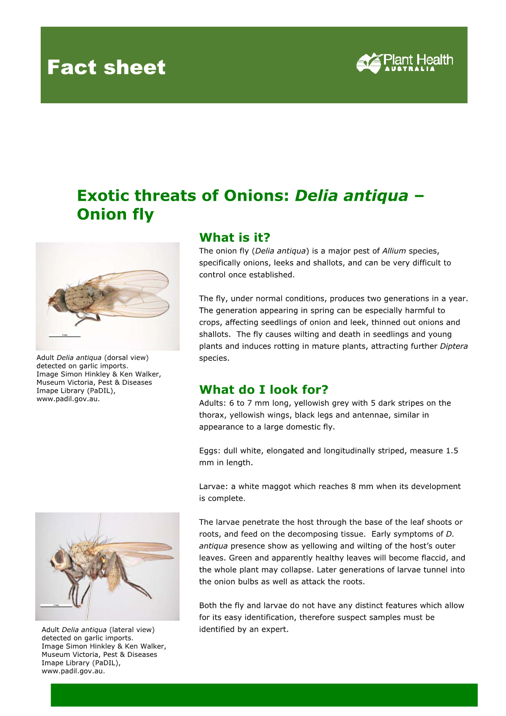 Delia Antiqua – Onion Fly