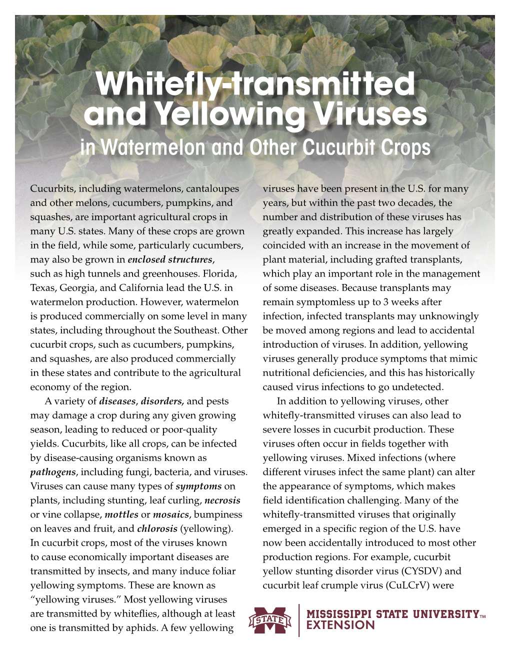 Whitefly-Transmitted and Yellowing Viruses in Watermelon and Other Cucurbit Crops
