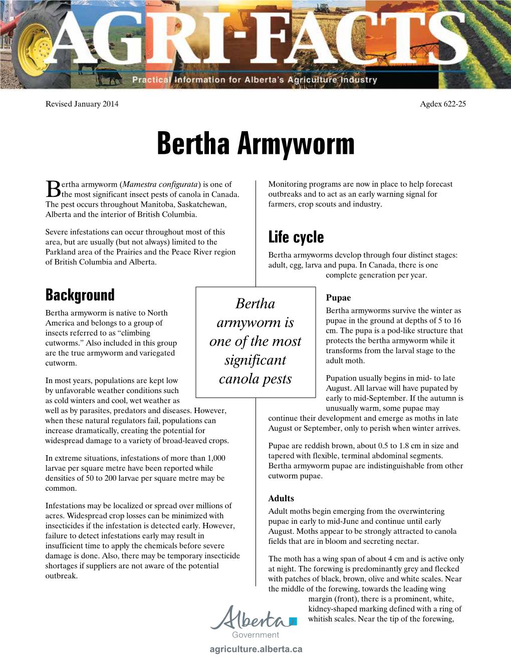Bertha Armyworm