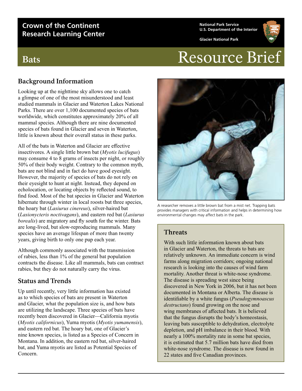 Bats Resource Brief