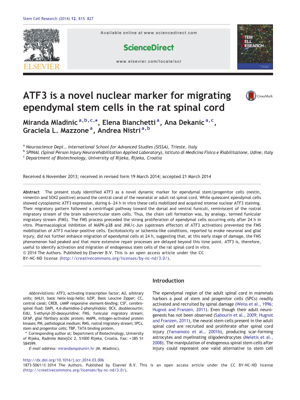 ATF3 Is a Novel Nuclear Marker for Migrating Ependymal Stem Cells in the Rat Spinal Cord Miranda Mladinic A,B,C,⁎, Elena Bianchetti A, Ana Dekanic A,C, Graciela L