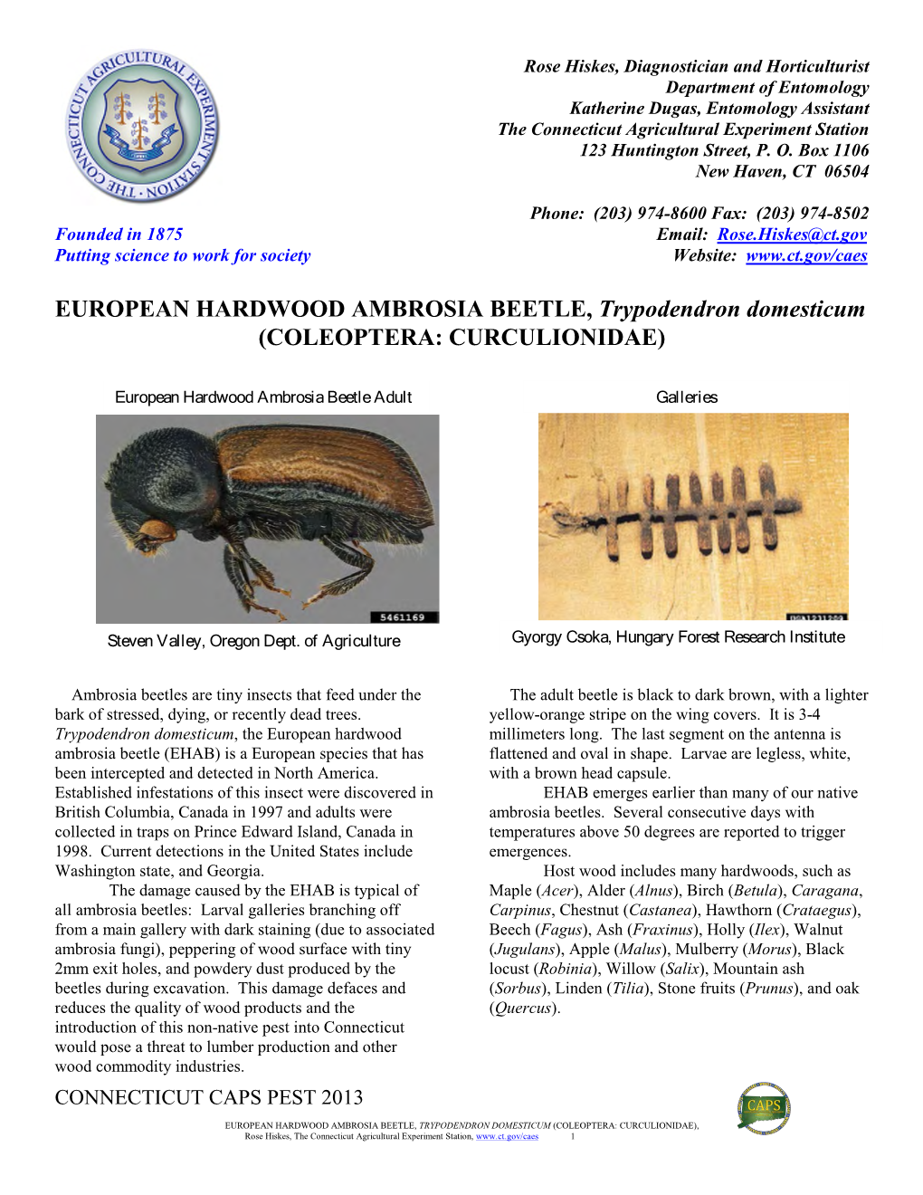 European Hardwood Ambrosia Beetle Factsheet