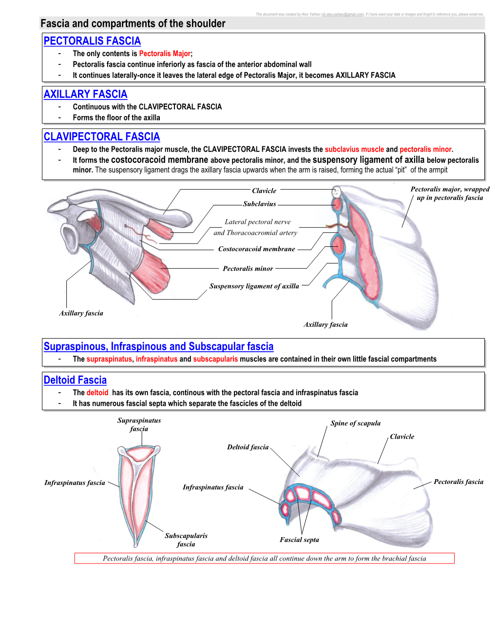 Fascia and Compartments of the Shoulder PECTORALIS FASCIA AXILLARY FASCIA CLAVIPECTORAL FASCIA Supraspinous, Infraspinous and Su