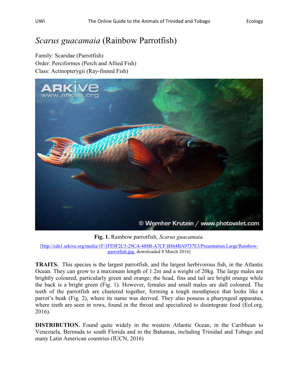 Scarus Guacamaia (Rainbow Parrotfish)