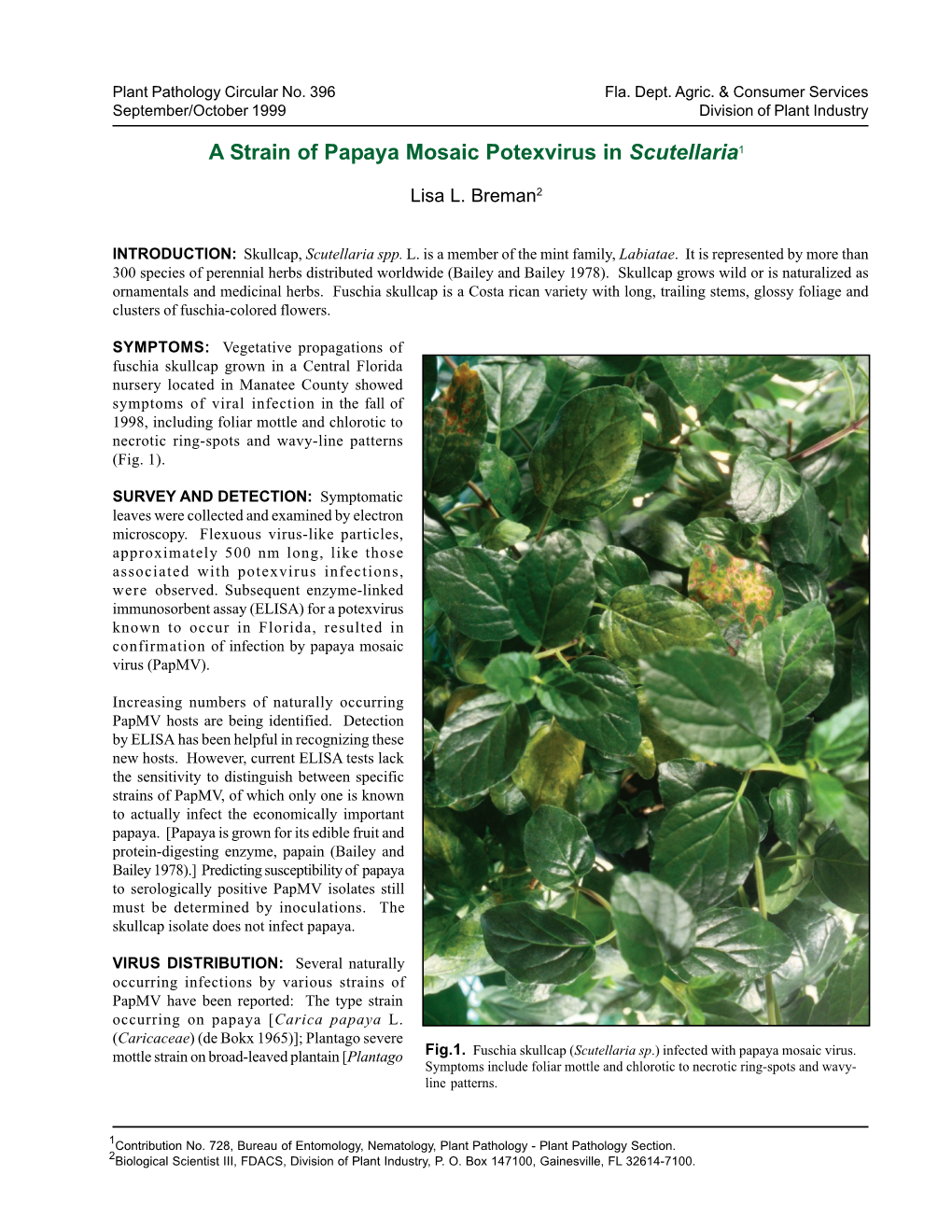 A Strain of Papaya Mosaic Potexvirus in Scutellaria1