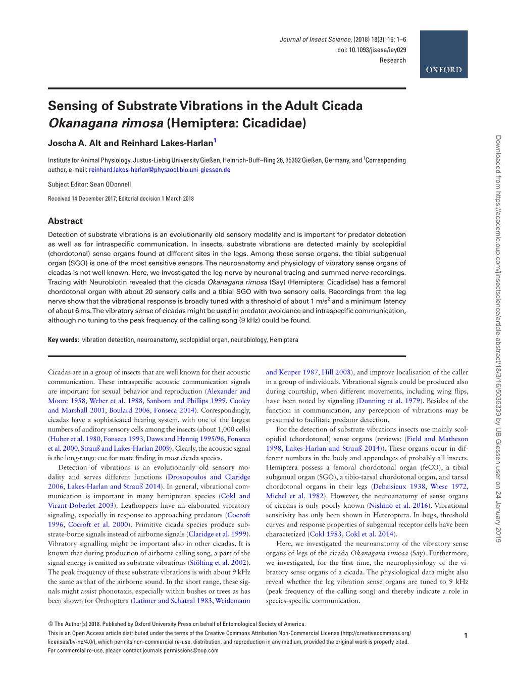 Sensing of Substrate Vibrations in the Adult Cicada Okanagana Rimosa (Hemiptera: Cicadidae)