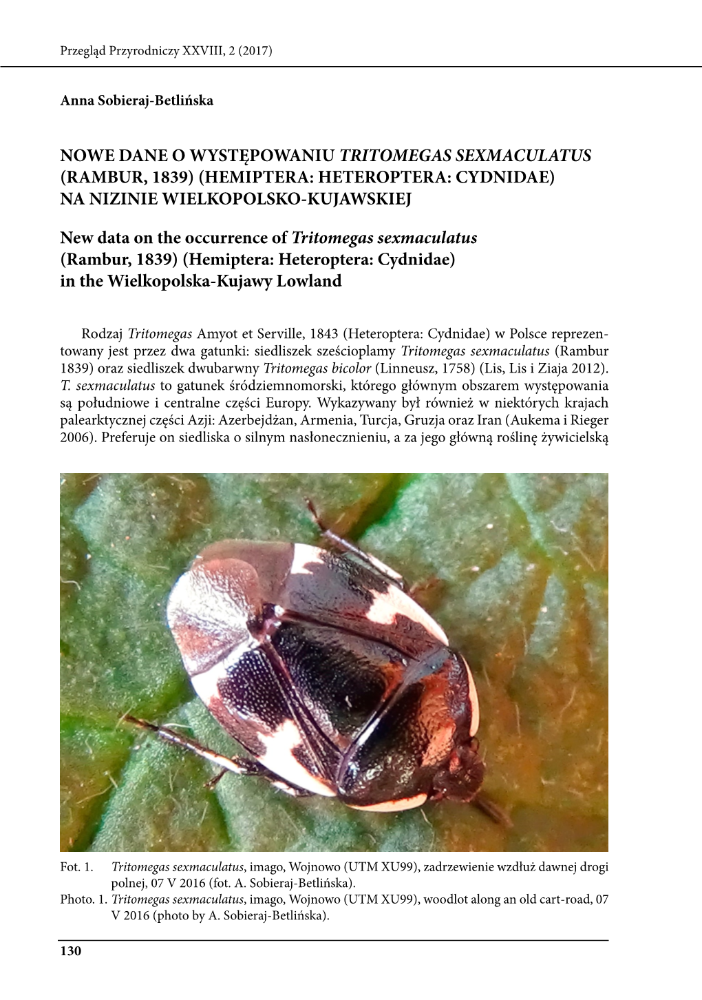 Nowe Dane O Występowaniu Tritomegas Sexmaculatus (Rambur, 1839) (Hemiptera: Heteroptera: Cydnidae) Na Nizinie Wielkopolsko-Kujawskiej