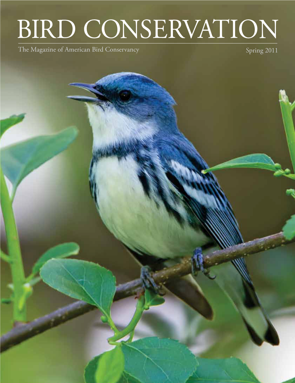 BIRD CONSERVATION the Magazine of American Bird Conservancy Spring 2011 BIRD’S EYE VIEW
