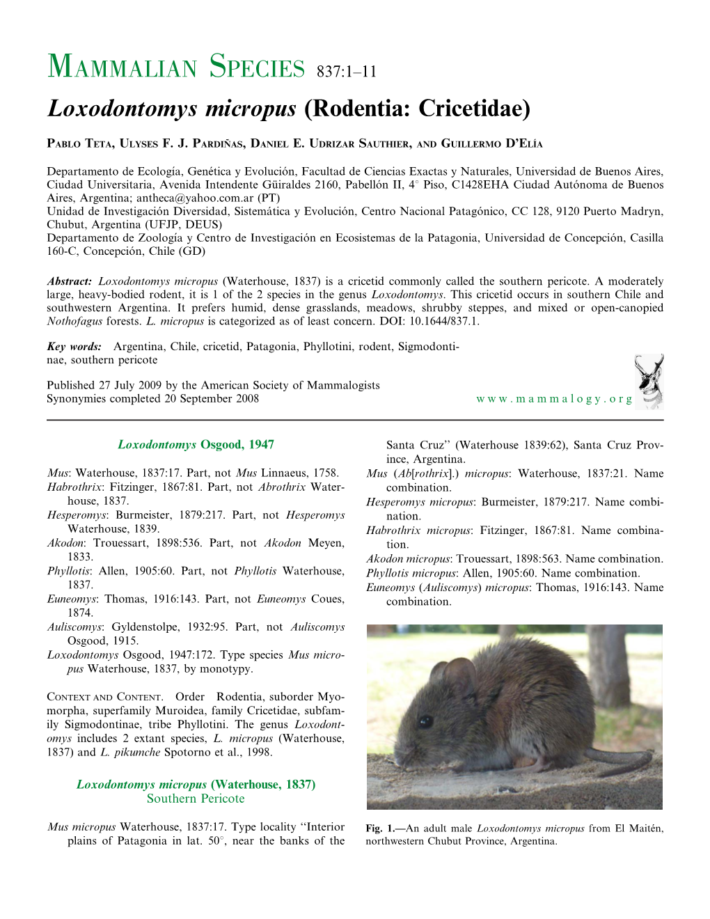 Loxodontomys Micropus (Rodentia: Cricetidae)