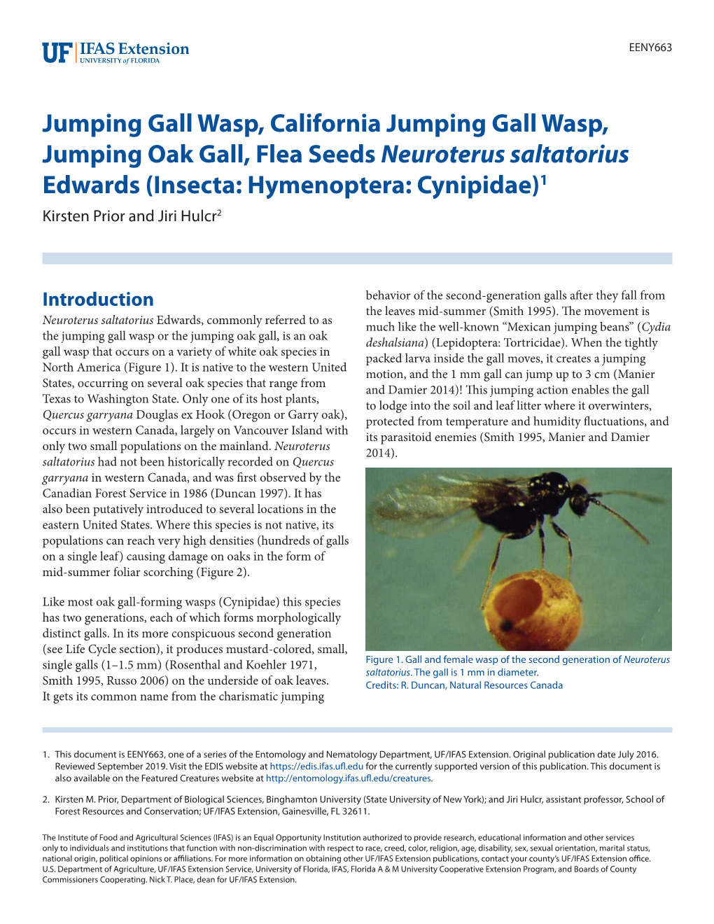 Jumping Gall Wasp, California Jumping Gall Wasp, Jumping Oak Gall, Flea Seeds Neuroterus Saltatorius Edwards