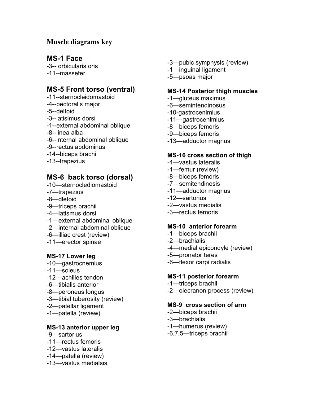 Muscle Diagrams Key