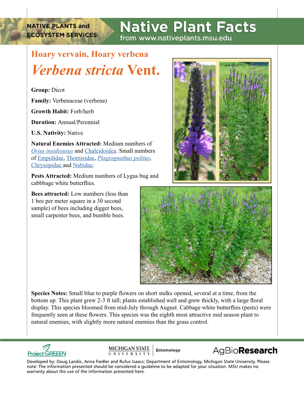Native Plant Facts: Hoary Vervain, Hoary Verbena