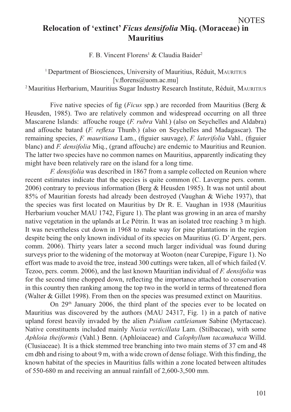 Relocation of 'Extinct'ficus Densifolia Miq. (Moraceae) in Mauritius NOTES