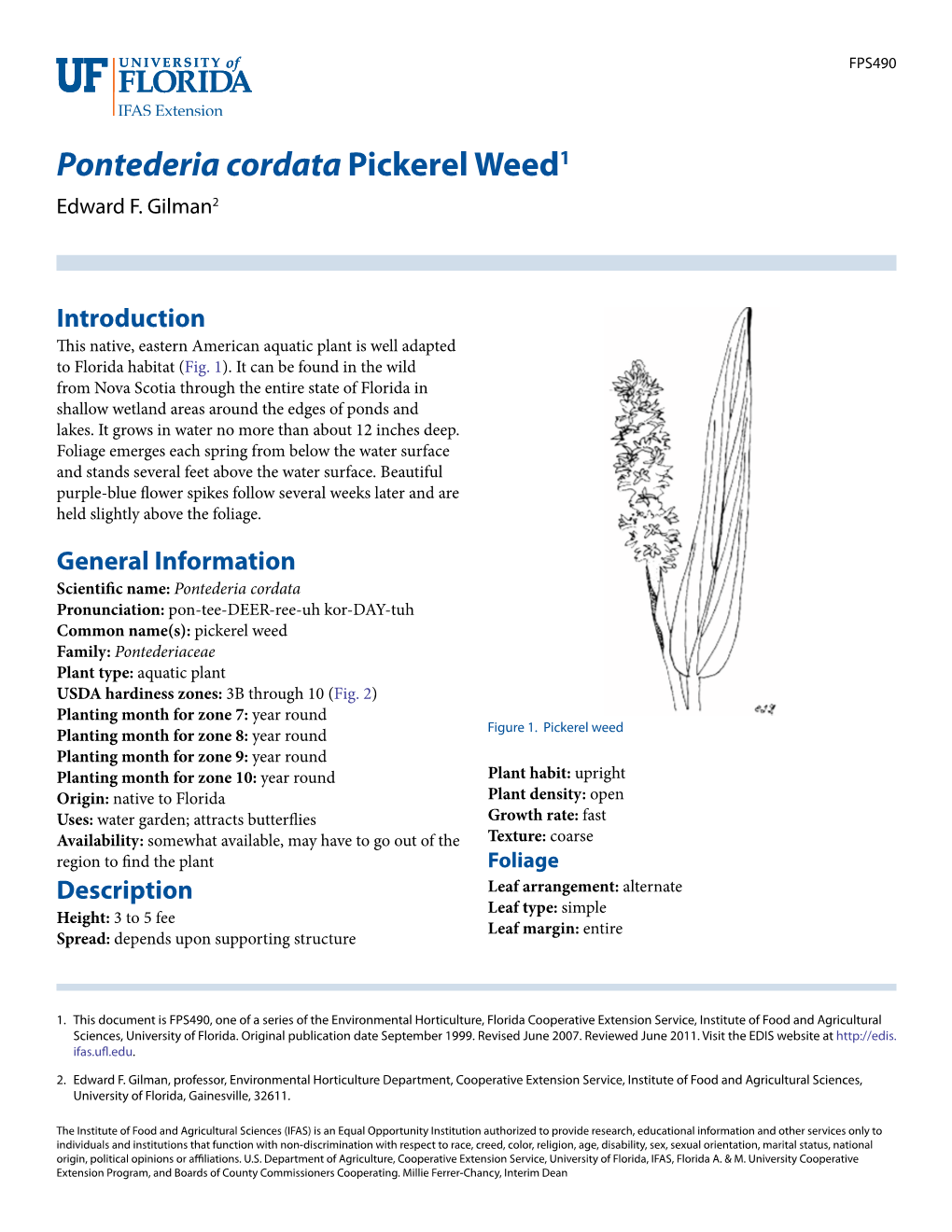Pontederia Cordata Pickerel Weed1 Edward F