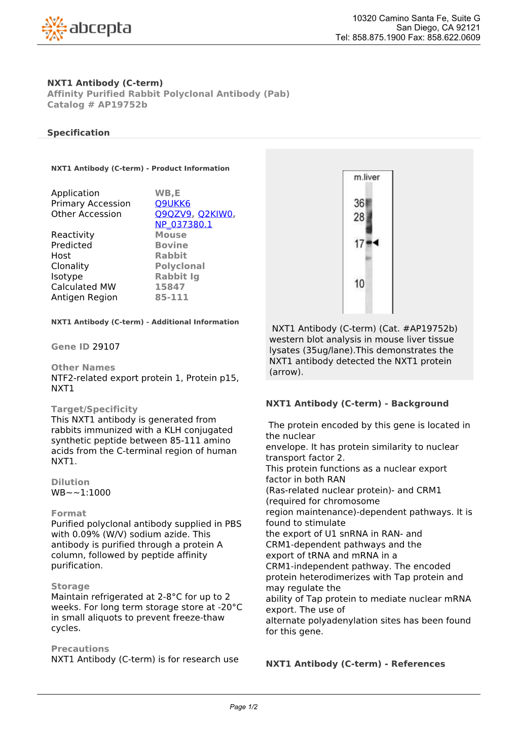 NXT1 Antibody (C-Term) Affinity Purified Rabbit Polyclonal Antibody (Pab) Catalog # Ap19752b