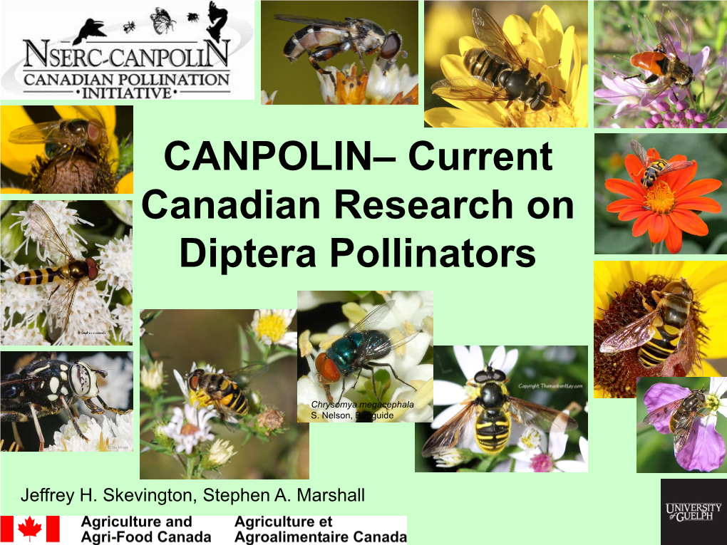 Diptera Pollinators