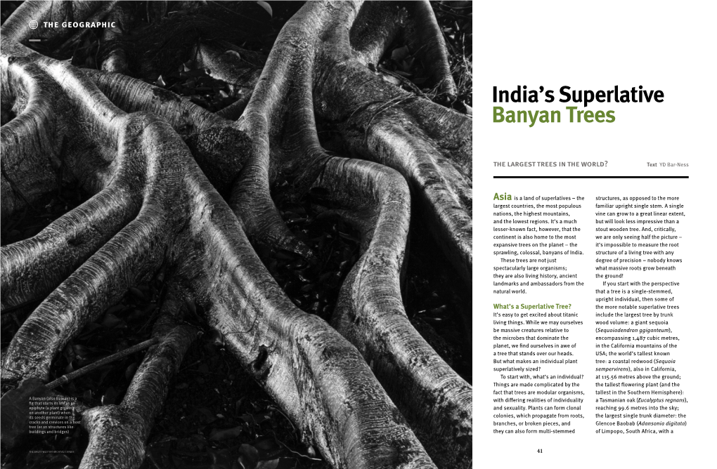 India's Superlative Banyan Trees