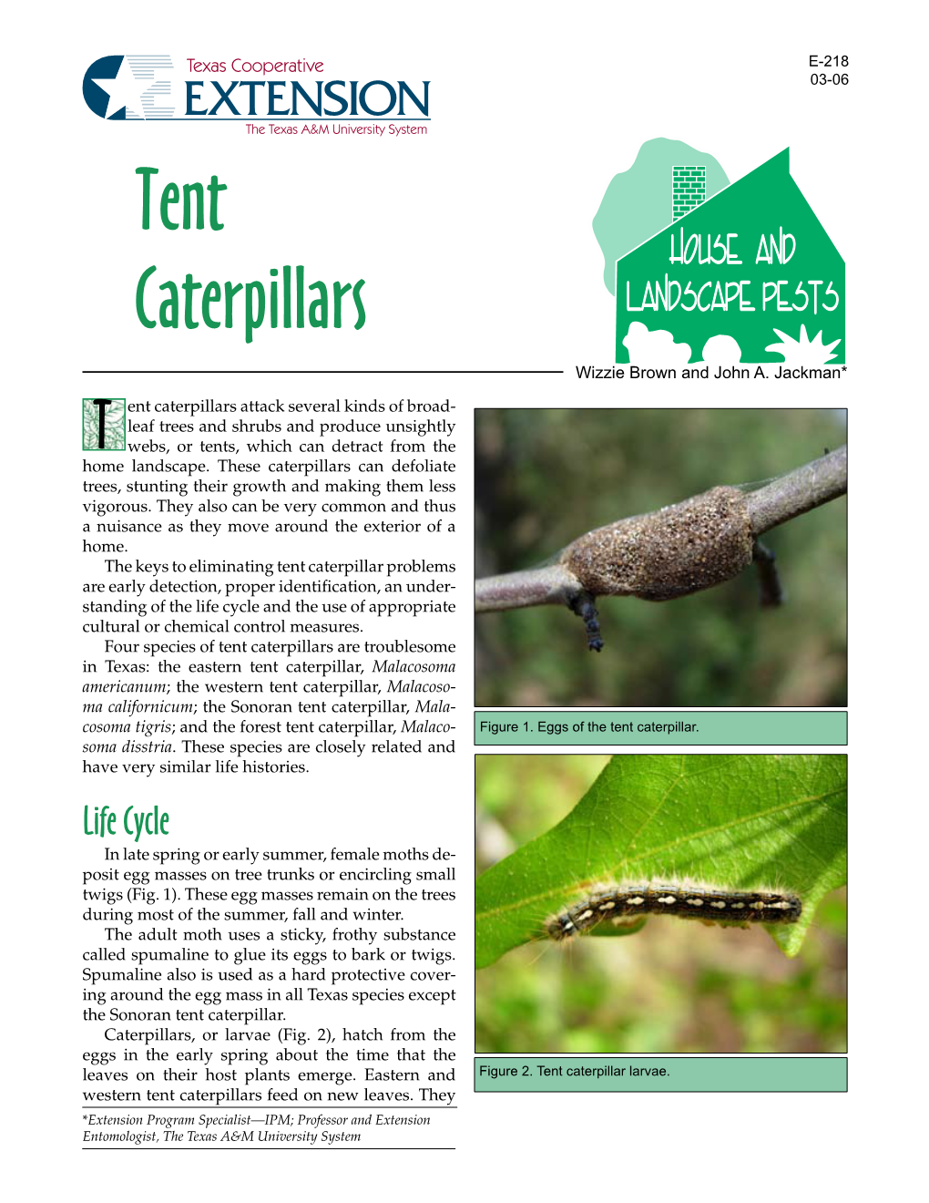 Tent Caterpillars