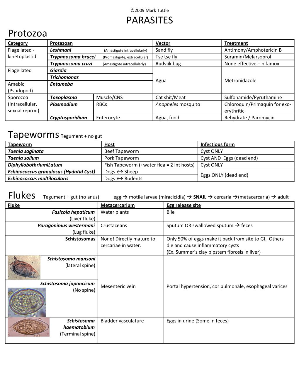 Tapeworms Tegument + No Gut