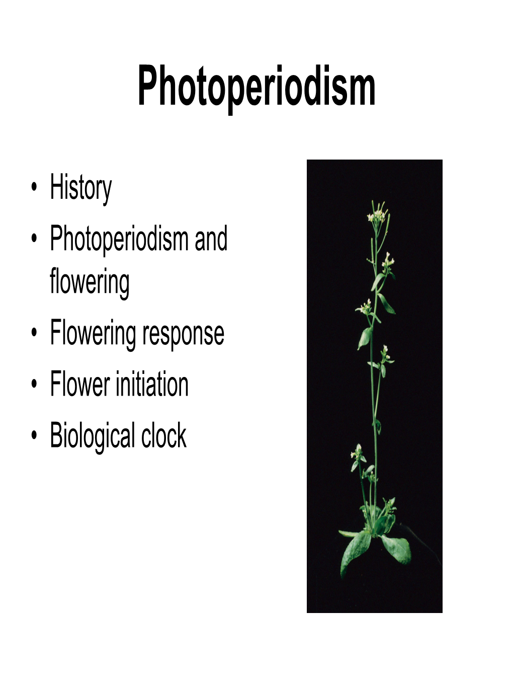 Flowering & Photoperiodism