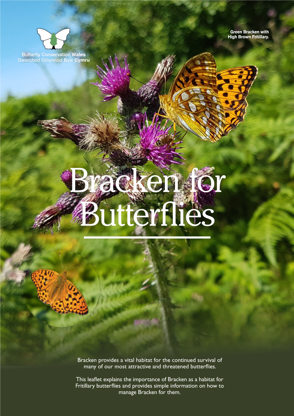 Bracken for Butterflies