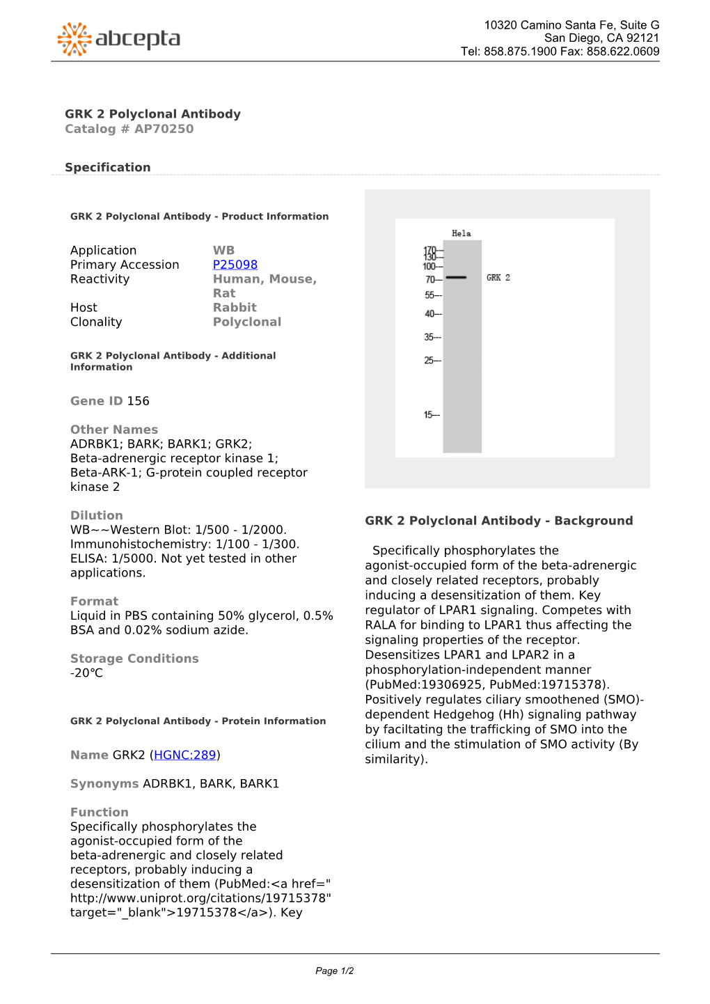 GRK 2 Polyclonal Antibody Catalog # AP70250