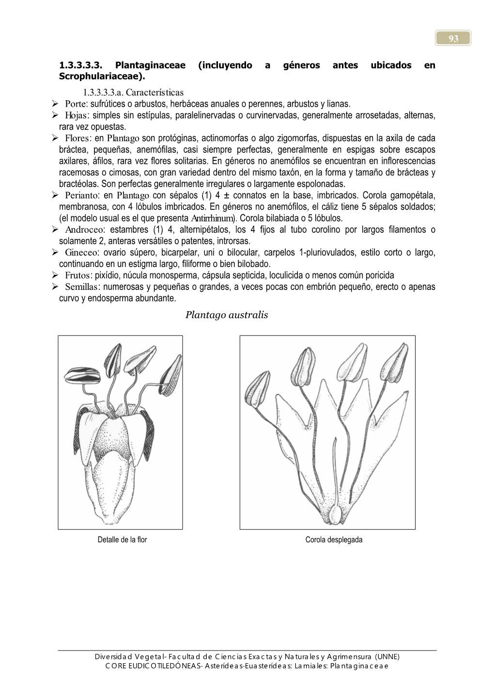 1.3.3.3.3. Plantaginaceae (Incluyendo a Géneros Antes Ubicados En Scrophulariaceae)