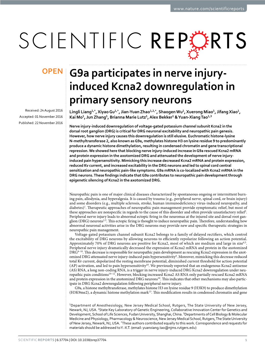 G9a Participates in Nerve Injury-Induced Kcna2 Downregulation in Primary Sensory Neurons