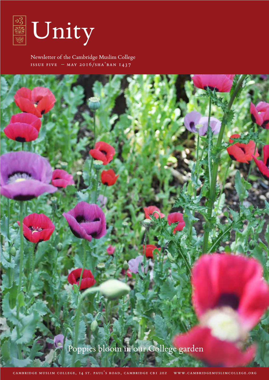 Poppies Bloom in Our College Garden