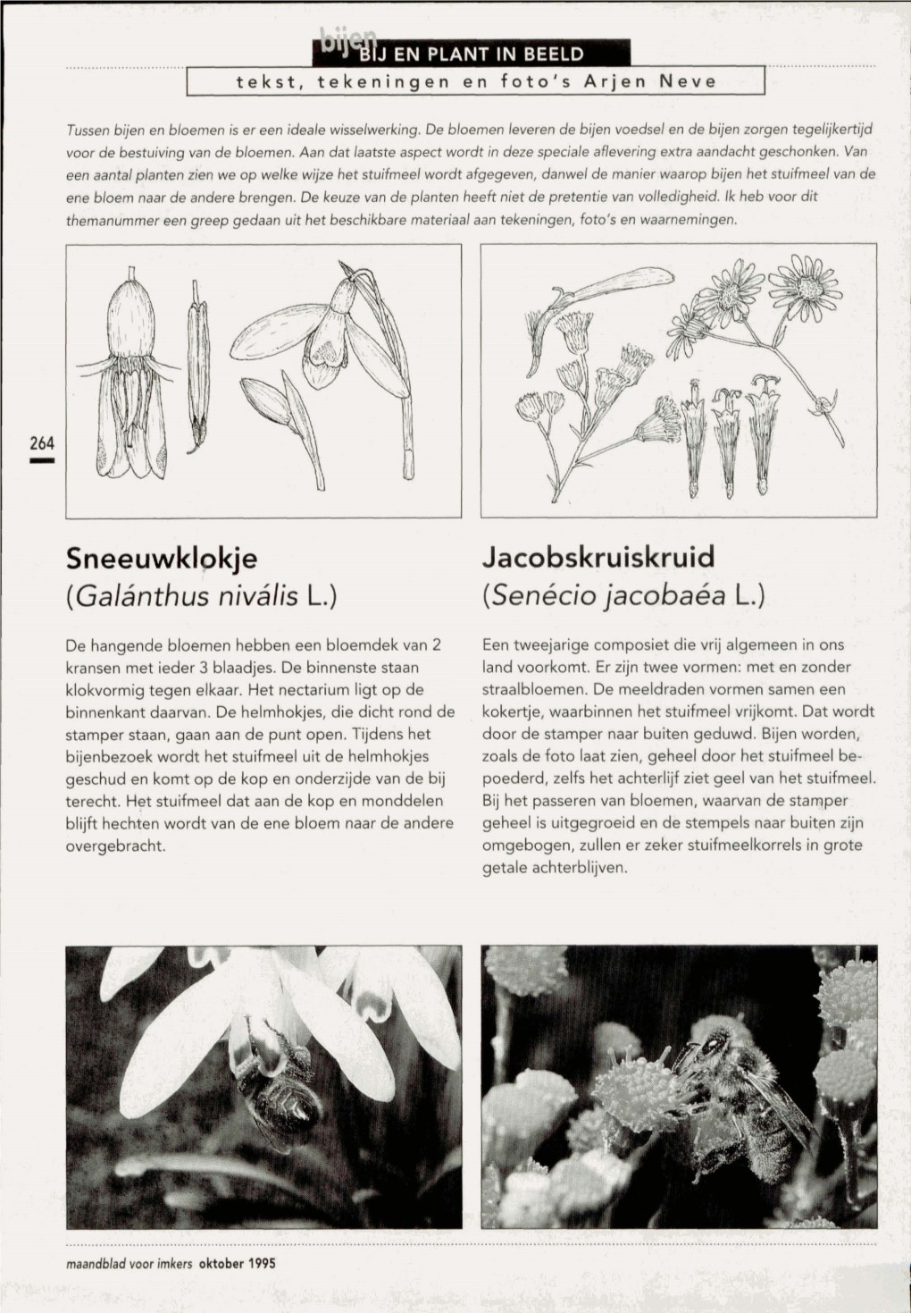 Sneeuwkl~Kje Jacobskruiskruid (Galanthus Nivalis L.) (Senecio Jacobaea L.)