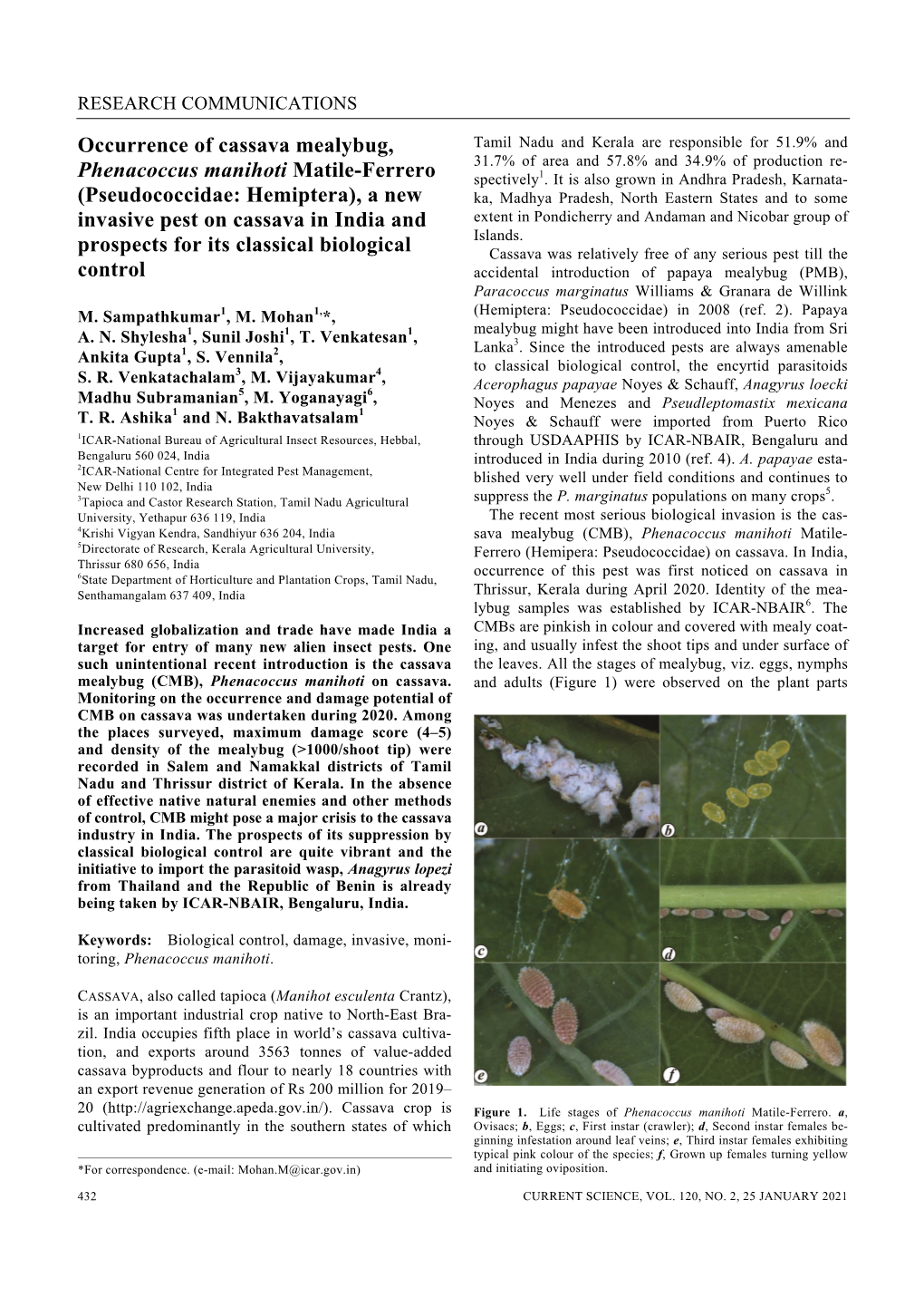 Occurrence of Cassava Mealybug, Phenacoccus Manihoti Matile-Ferrero