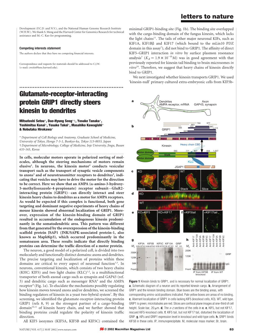 Glutamate-Receptor-Interacting Protein GRIP1 Directly Steers Kinesin to Dendrites