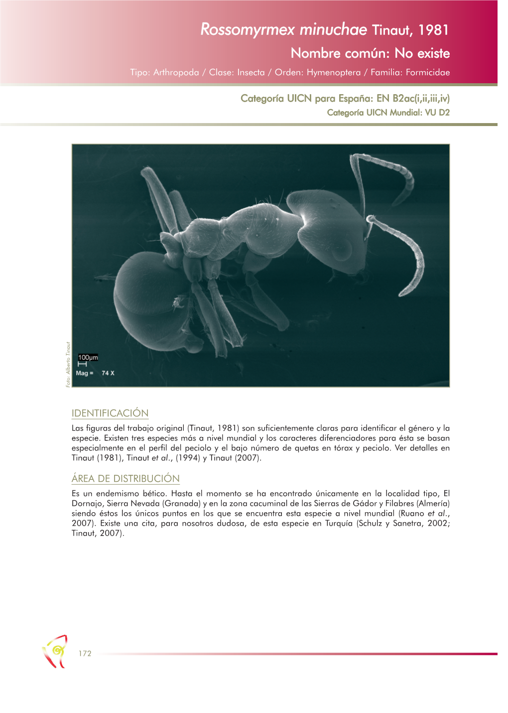 Rossomyrmex Minuchae Tinaut, 1981 Nombre Común: No Existe Tipo: Arthropoda / Clase: Insecta / Orden: Hymenoptera / Familia: Formicidae