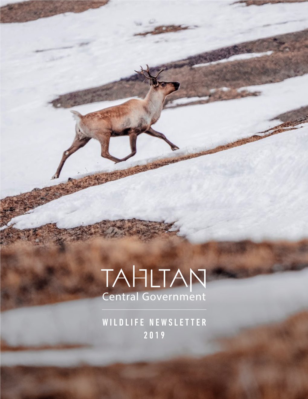 Wildlife Newsletter 2019