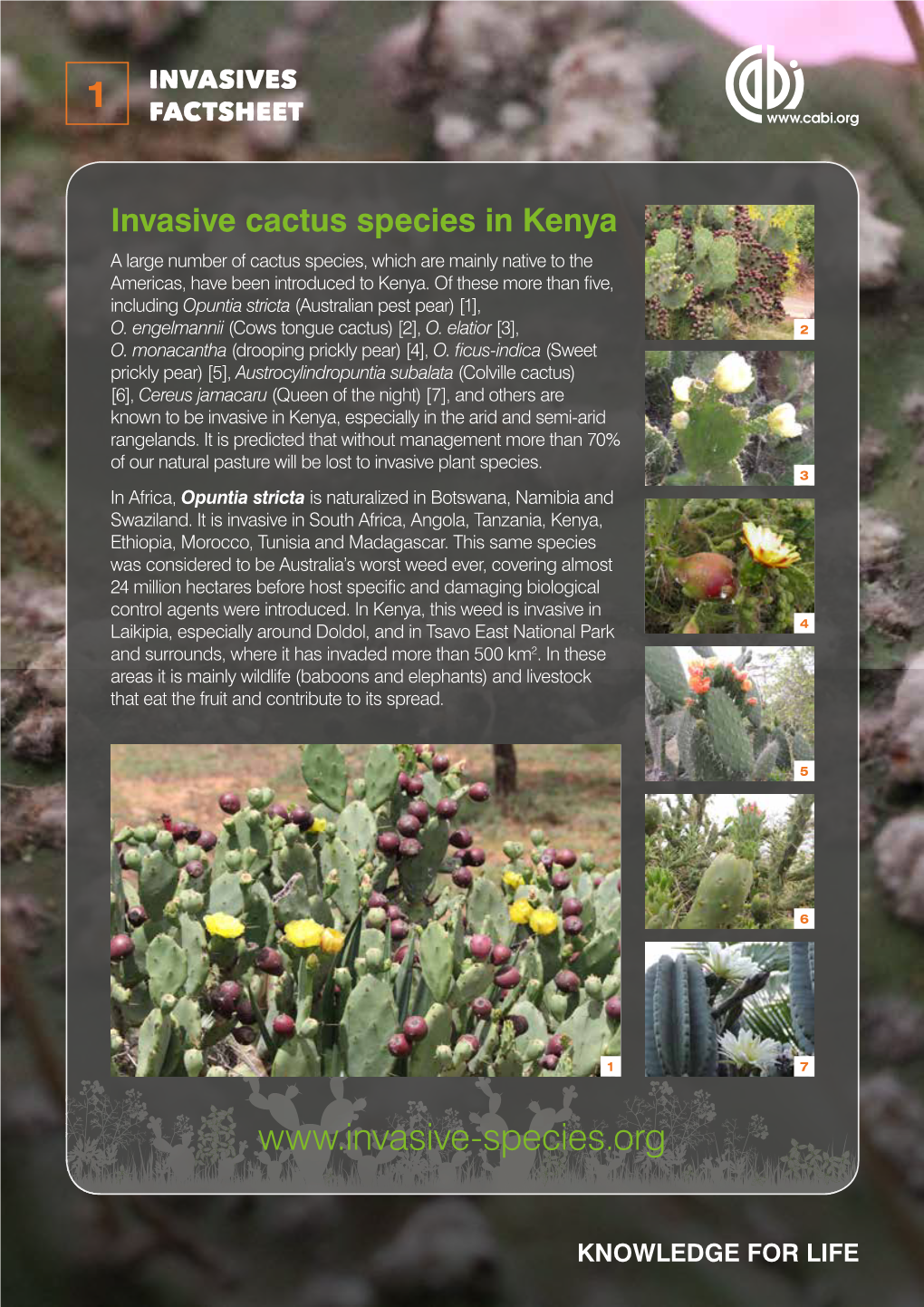 Invasive Cactus Species in Kenya a Large Number of Cactus Species, Which Are Mainly Native to the Americas, Have Been Introduced to Kenya