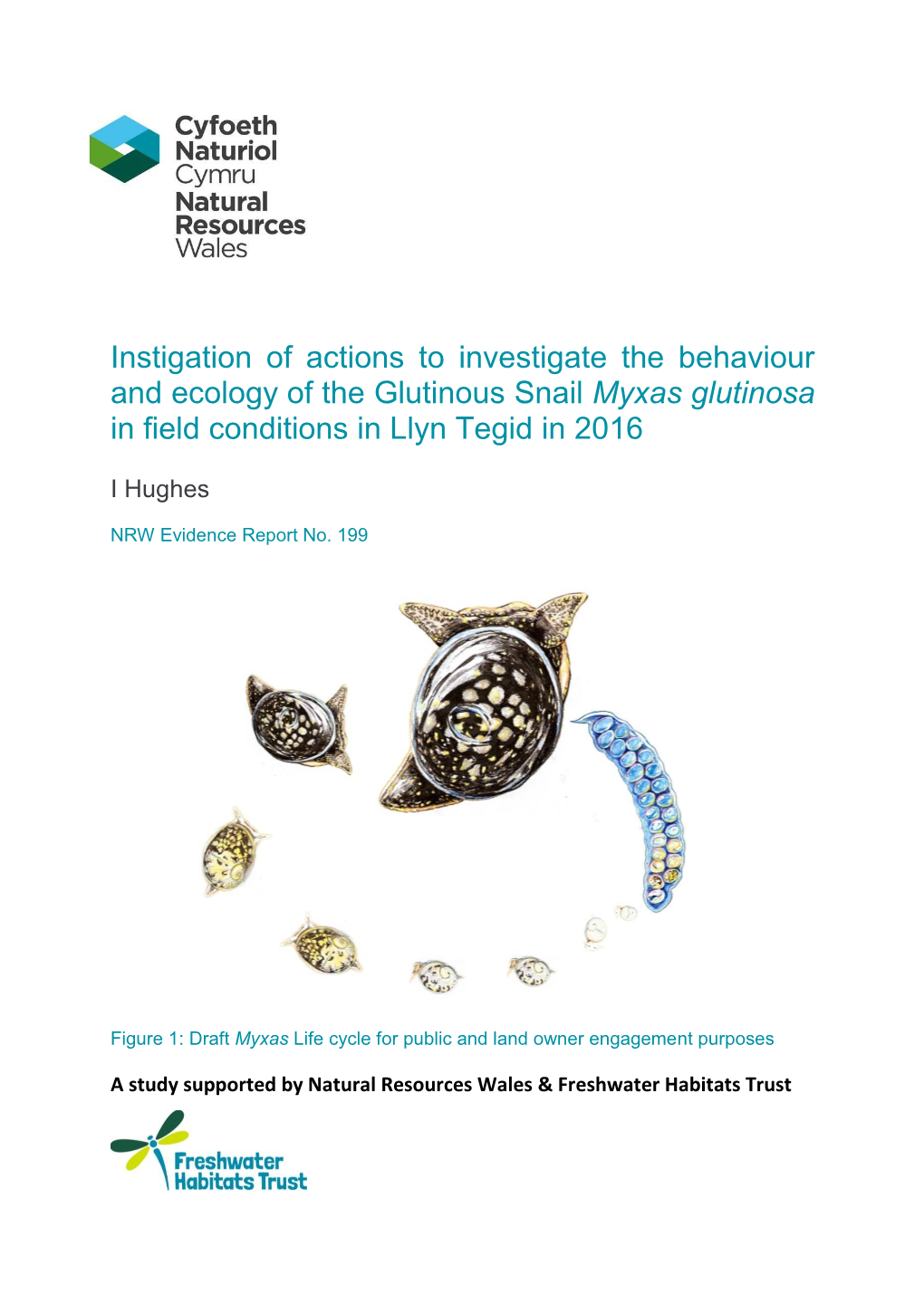 Instigation of Actions to Investigate the Behaviour and Ecology of the Glutinous Snail Myxas Glutinosa in Field Conditions in Llyn Tegid in 2016